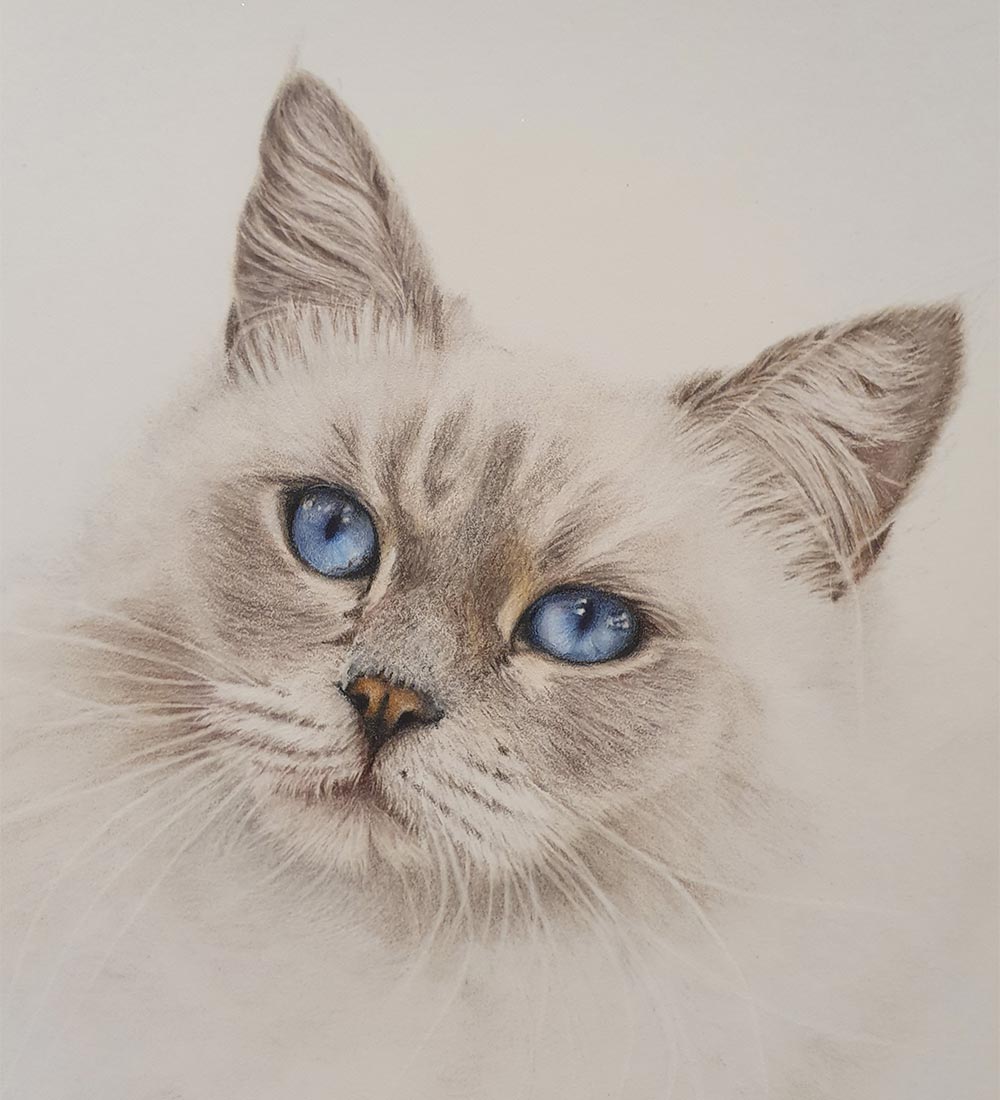 Fluffy White Cat