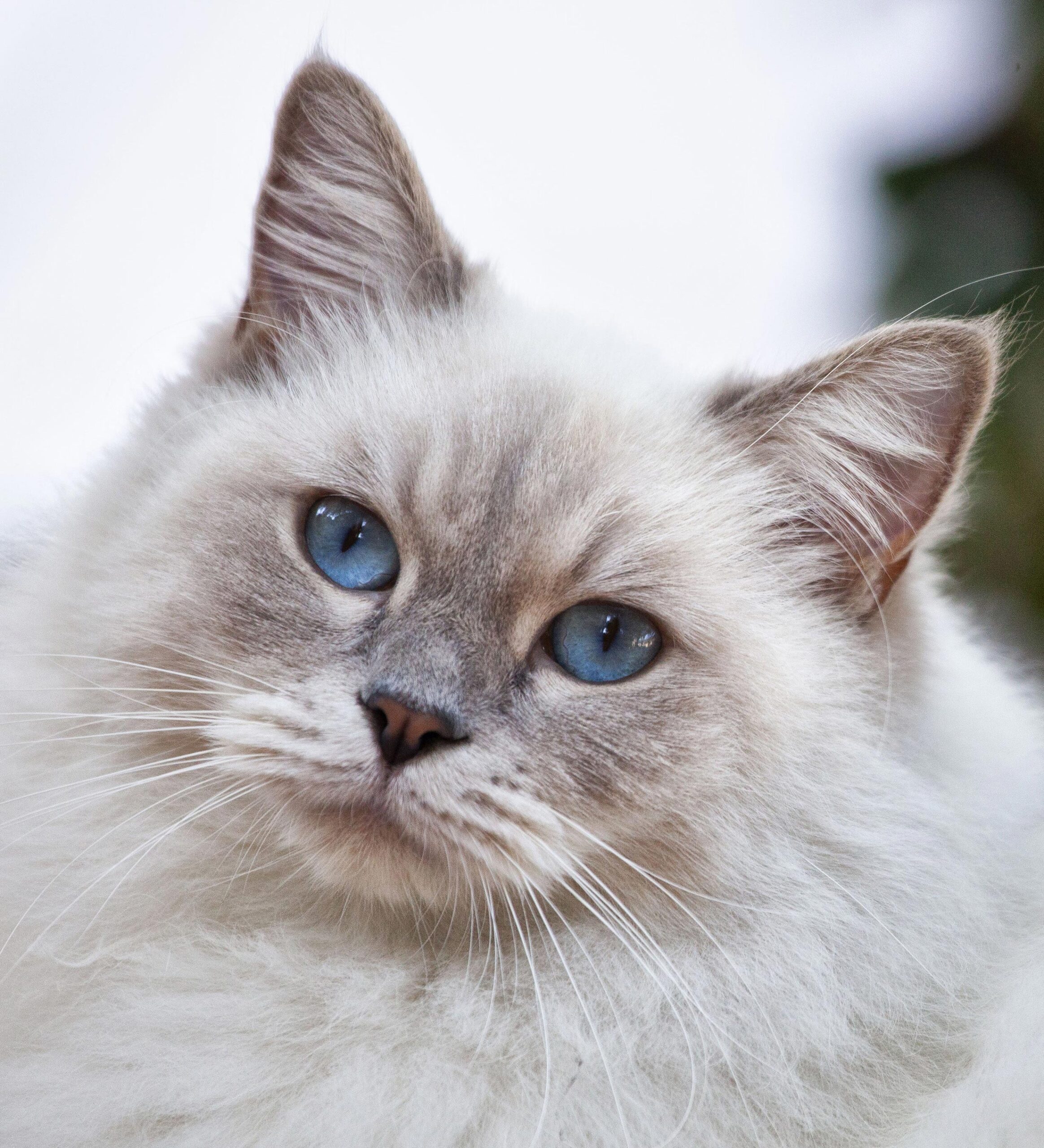 Source photograph for fluffy cat drawing