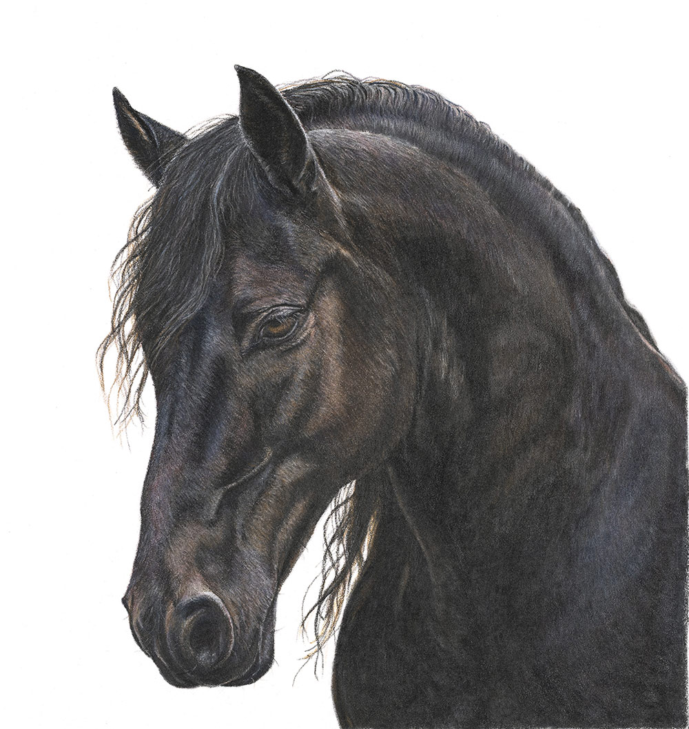 Andalusian-Stallion-Black